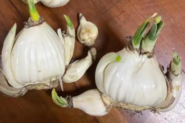水仙花种球的培育方法，主要有鳞片繁殖、侧芽繁殖、侧球繁殖