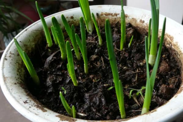 水仙花种球的培育方法，主要有鳞片繁殖、侧芽繁殖、侧球繁殖