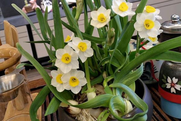 水仙花种球的培育方法，主要有鳞片繁殖、侧芽繁殖、侧球繁殖