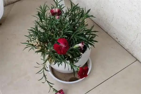 石竹花初吻是不是多年生，是多年生草本植物