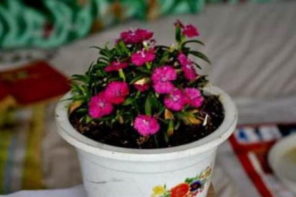石竹花初吻是不是多年生，是多年生草本植物