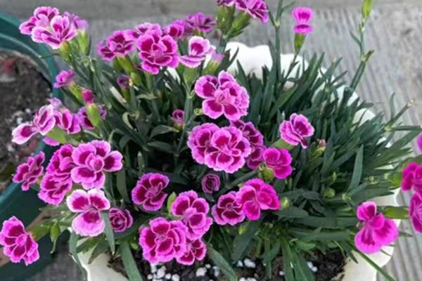 石竹花初吻是不是多年生，是多年生草本植物