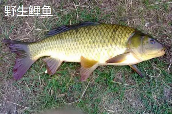 野生鲤鱼与养殖鲤鱼的区别，体型和颜色均不同