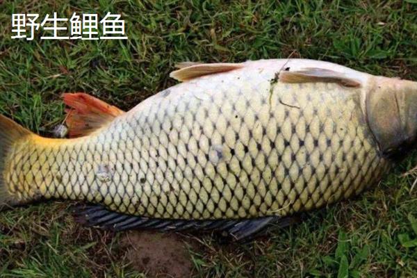 野生鲤鱼与养殖鲤鱼的区别，体型和颜色均不同