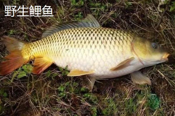 野生鲤鱼与养殖鲤鱼的区别，体型和颜色均不同
