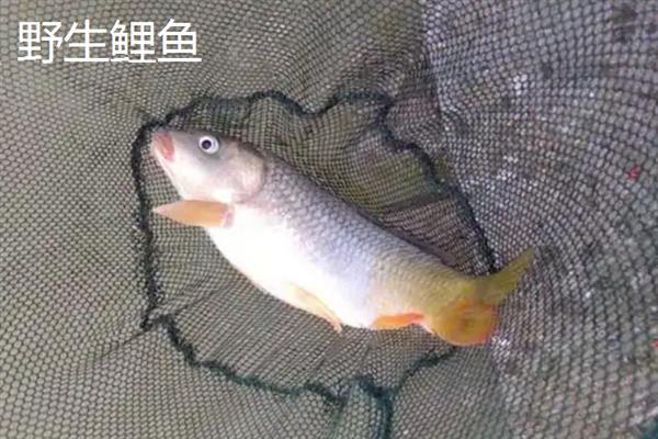 野生鲤鱼与养殖鲤鱼的区别，体型和颜色均不同