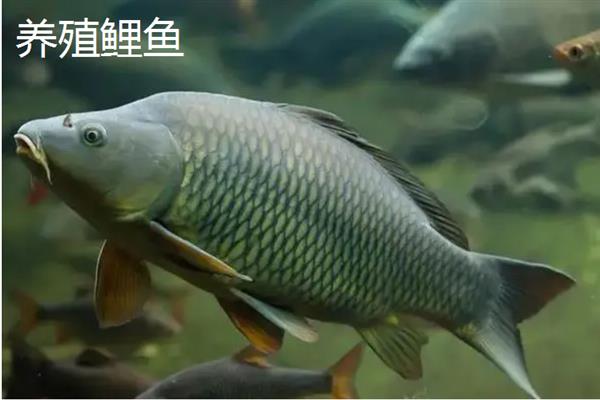 野生鲤鱼与养殖鲤鱼的区别，体型和颜色均不同