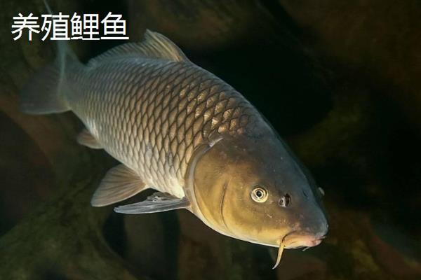 野生鲤鱼与养殖鲤鱼的区别，体型和颜色均不同