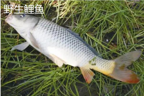 野生鲤鱼与养殖鲤鱼的区别，体型和颜色均不同