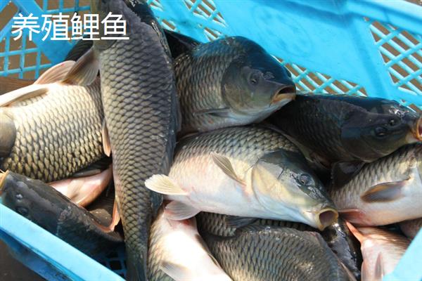野生鲤鱼与养殖鲤鱼的区别，体型和颜色均不同