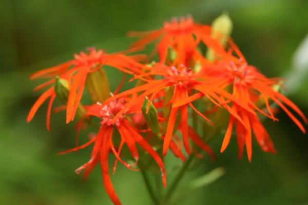 有哪些多年生草花，有金鸡菊、剪秋罗、文竹等