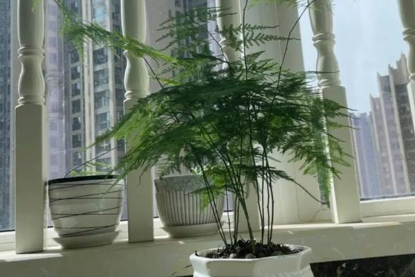 有哪些多年生草花，有金鸡菊、剪秋罗、文竹等