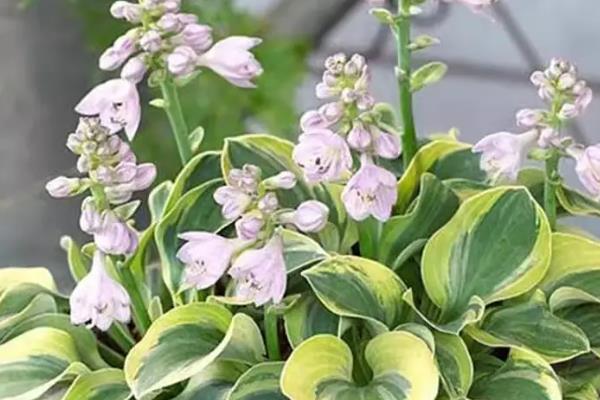 有哪些多年生草花，有金鸡菊、剪秋罗、文竹等