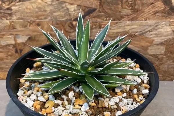有哪些多年生草花，有金鸡菊、剪秋罗、文竹等