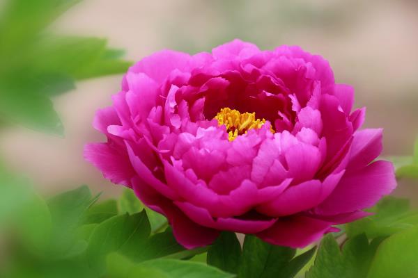 春天有什么花卉，迎春花、风信子、杜鹃花等品种均在此时开放