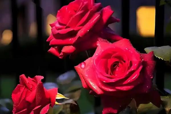 春天有什么花卉，迎春花、风信子、杜鹃花等品种均在此时开放