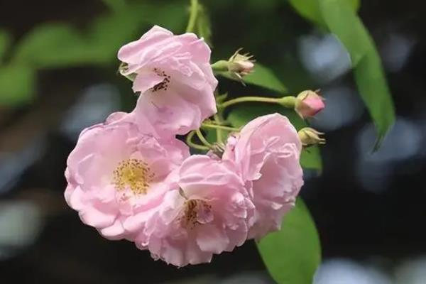 春天有什么花卉，迎春花、风信子、杜鹃花等品种均在此时开放