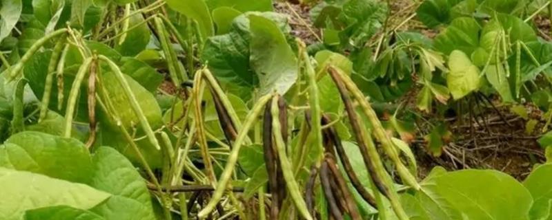 绿豆的高产种植方法，一般在4-5月份进行播种