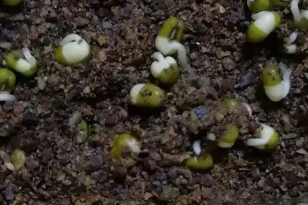 绿豆的高产种植方法，一般在4-5月份进行播种