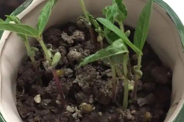 绿豆的高产种植方法，一般在4-5月份进行播种