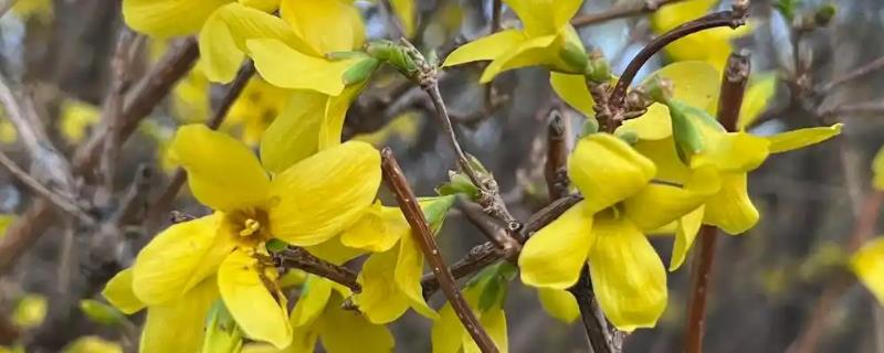 迎春花如何摘心可促进开花，花后要把长枝条从基部剪除