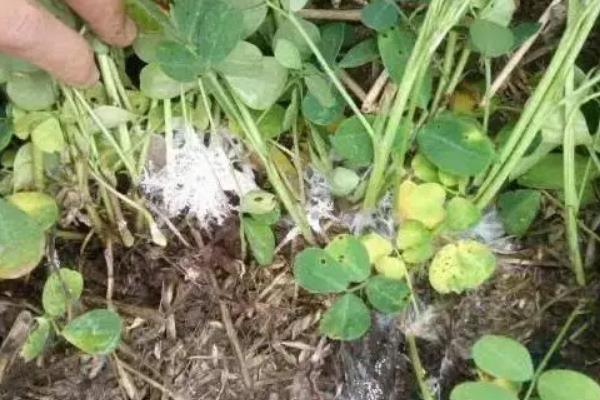 绿豆的高产种植方法，一般在4-5月份进行播种