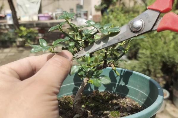 迎春花如何摘心可促进开花，花后要把长枝条从基部剪除