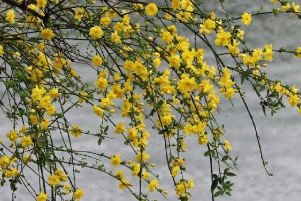 迎春花如何摘心可促进开花，花后要把长枝条从基部剪除