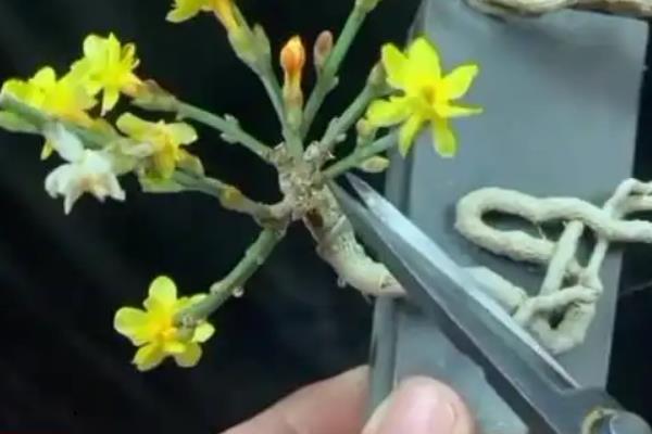 迎春花如何摘心可促进开花，花后要把长枝条从基部剪除