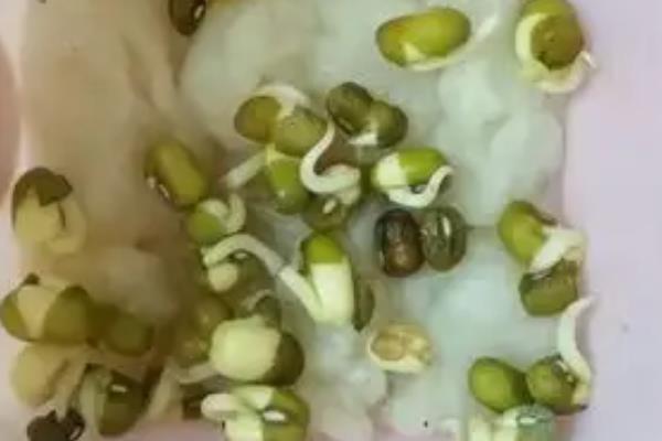 绿豆的高产种植方法，一般在4-5月份进行播种