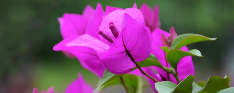 三角梅的花是不是叶片，花朵生长在苞片中