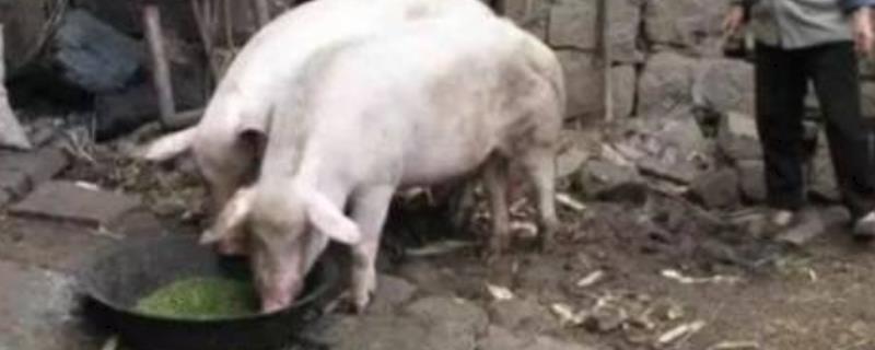 泔水养猪是不是违法行为，未经高温处理就使用会违法