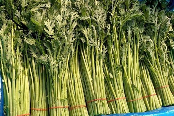 怎么收割茼蒿，收割时要先收大苗