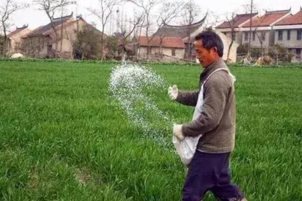 冬小麦高产种植方法，精量匀播可提高单株产量