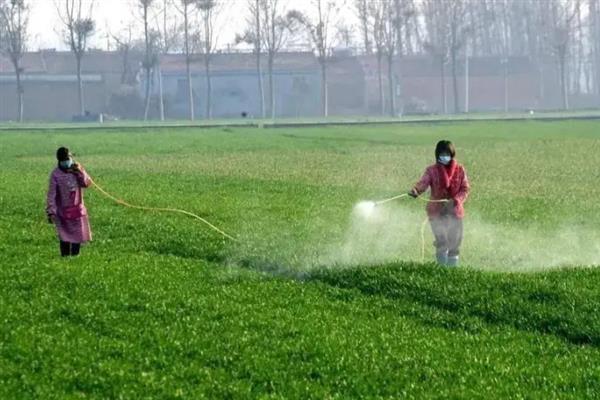 冬小麦高产种植方法，精量匀播可提高单株产量