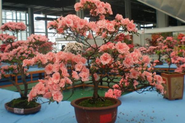 正月什么品种的花满盆开，正月山茶满盆开
