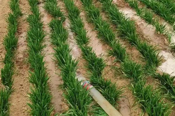 冬小麦高产种植方法，精量匀播可提高单株产量