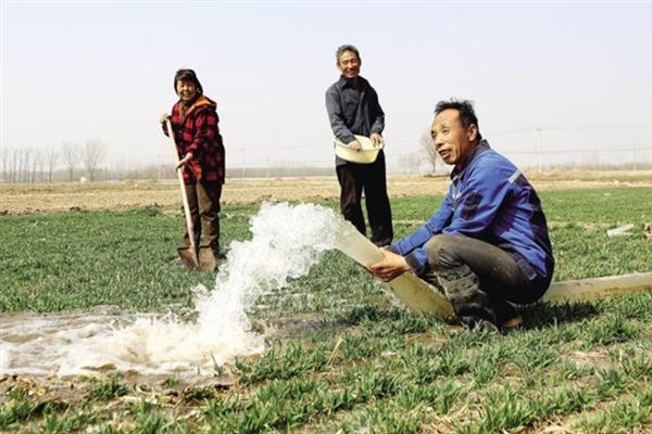 冬小麦高产种植方法，精量匀播可提高单株产量