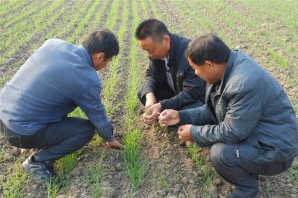 冬小麦高产种植方法，精量匀播可提高单株产量