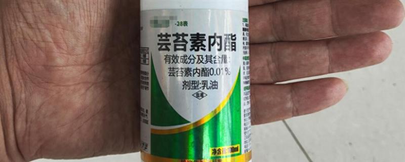 芸苔素的喷施间隔，花卉生长期每隔7-12天喷一次