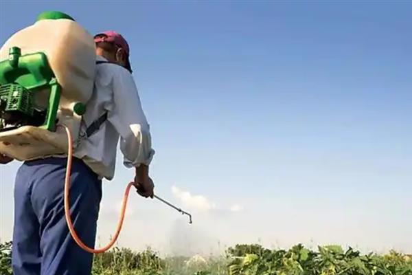 芸苔素的喷施间隔，花卉生长期每隔7-12天喷一次