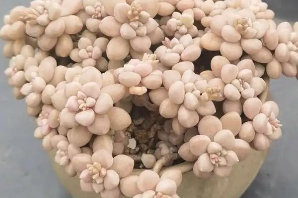 哪些多肉品种容易出状态，常见的有紫乐、锦晃星等