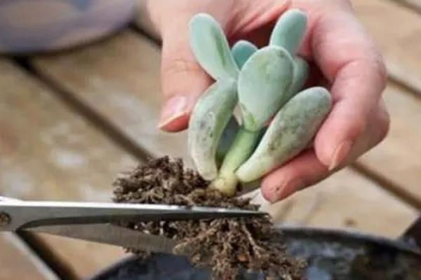 哪些多肉品种容易出状态，常见的有紫乐、锦晃星等