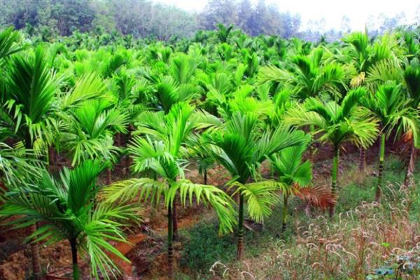 槟榔的种植技术，春季3-4月份定植为好