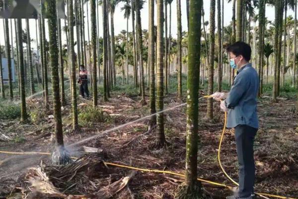 槟榔的种植技术，春季3-4月份定植为好
