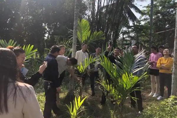 槟榔的种植技术，春季3-4月份定植为好