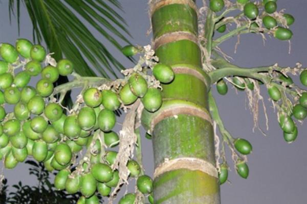 槟榔的种植技术，春季3-4月份定植为好