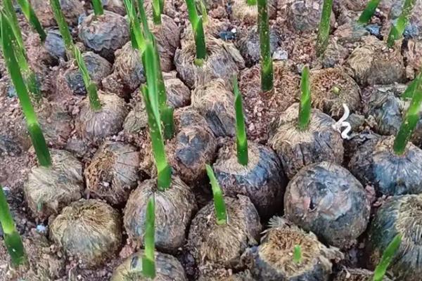 槟榔的种植技术，春季3-4月份定植为好