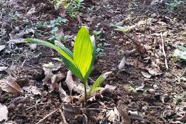 槟榔的种植技术，春季3-4月份定植为好