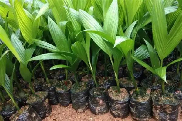 槟榔的种植技术，春季3-4月份定植为好